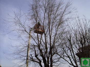 potatura invernale su pianta ad alto fusto