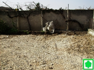 Vecchio muro di confine con vigna