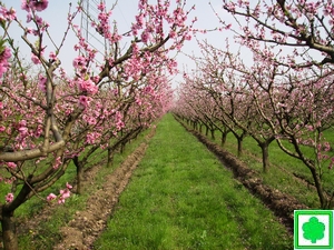 pianta di pesco in primavera