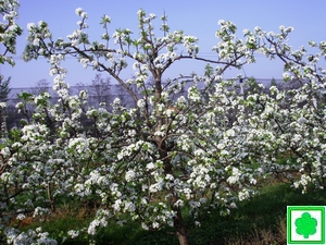 pianta pero abate in fiore innestata su ba29