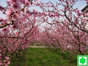 piante pesco piatte in fiore