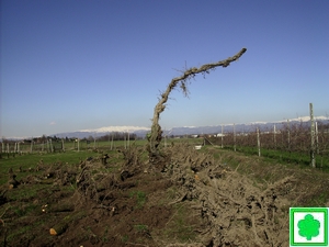 frutteto pereto del 1959 ceppi estirpati sullo sfondo il baldo frutteto pereto del 1959 ceppi estirpati sullo sfondo il baldo